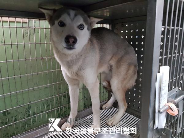 종료(반환) 시베리…